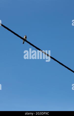 Small bird perching on electric cable isolated on a clear blue sky background. Minimalist photo of bird on wire. Vertical image with copy space Stock Photo