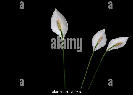 Three peace lily flowers with long stems isolated on black background. Dark still life with peace lilies with empty space for text. Minimalist photo Stock Photo