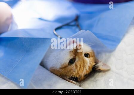 Cat on surgical table during surgery castration in veterinary clinic.Veterinary doctor during cat surgery in veterinary clinic.operation is performed Stock Photo