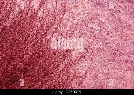 Part of withered lush bush of steppe plant growing on sandy soil in pink tones Stock Photo