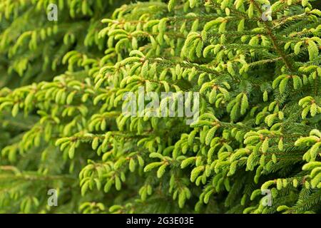 Close-up of Norway spruce (Picea abies) branches with young  shoots during spring, environmental protection and new life concept Stock Photo