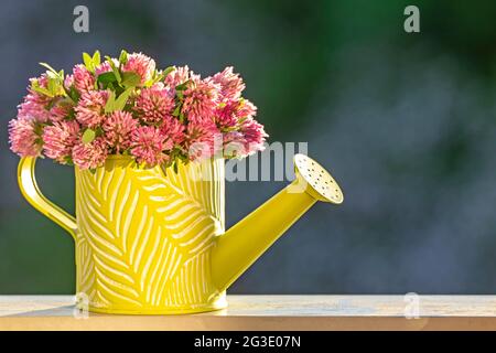 Bouquet of the zigzag clover (Trifolium medium) in small decorative watering can Stock Photo
