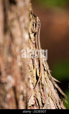 Well camouflaged reptile on a tree trunk. The Madeiran wall lizard (Teira dugesii) is an endemic species of the Madeira Archipelago, Portugal Stock Photo