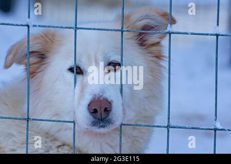 A portrait of a sad white sled dog looking through the net fence in the kennel Stock Photo