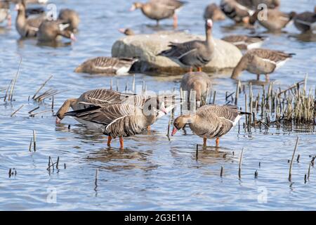 Greater white-fronted geese (Anser albifrons) resting and eating during spring migration at the coast of the Baltic Sea in Estonia Stock Photo