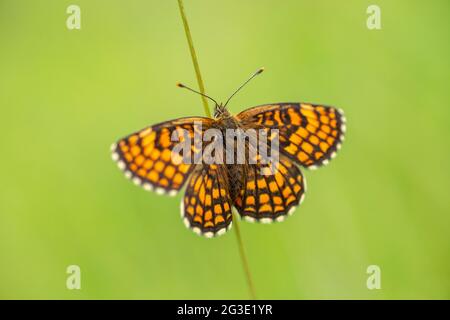 The heath fritillary (Melitaea athalia) with spread wings resting on a straw Stock Photo