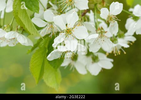 White sweet cherry blossoms during springtime Stock Photo