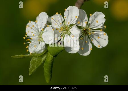Three white flowers of a plum tree (European plum, Prunus domestica) with leaves on a small branch Stock Photo