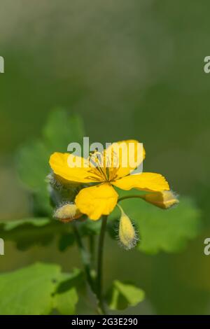 Yellow bloom, buds and leaves of greater celandine (Chelidonium majus) Stock Photo