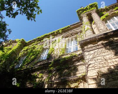 Facade of an old building braided by curly green plants against a blue sky Stock Photo