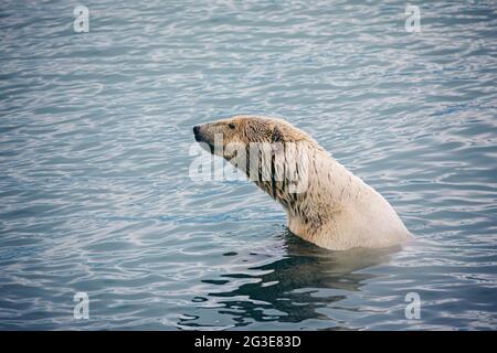 Portrait of a polar bear in the sea Stock Photo