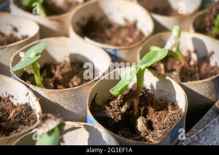 Sunflower seedlings in toilet paper rolls. Green sapling plants in a nursery plot. Sustainable home gardening concept. Stock Photo