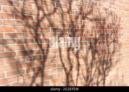 Shadow of a tree on a red brick wall. Abstract background. Stock Photo