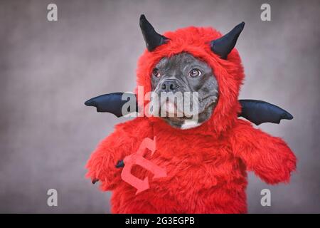 French Buldog dog with red Halloween devil costume wearing with fake arms holding pitchfork in front of dark wall Stock Photo