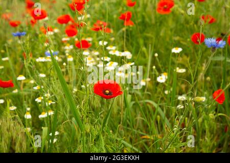 Field, various, wild flowers on the field. Daisies, cornflowers, poppies, blades of grass. cornflower, poppy A beautiful, multi-colored image. Summer landscape. Stock Photo