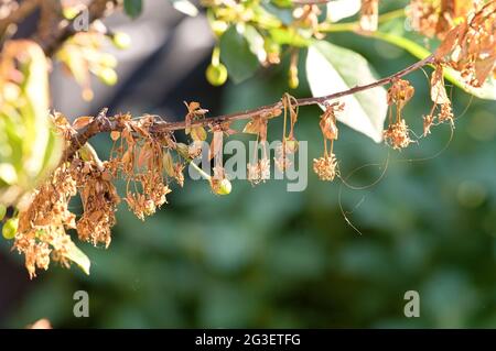 Sick leaves and flowers of fruit tree in spring in the garden Stock Photo