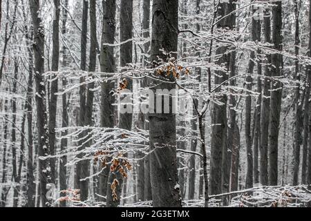 Kekesteto, hungary - Snowy forest of Matra mountain during snowing on a cold winter day Stock Photo