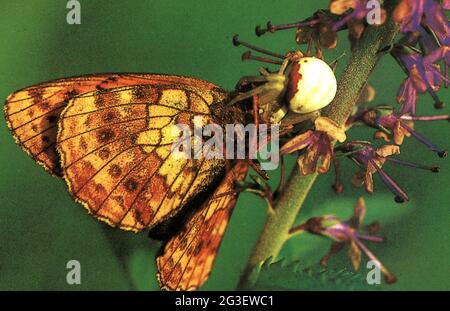 zoology / animals, insects, butterflies, Brenthis ino, lesser marbled fritillary, ADDITIONAL-RIGHTS-CLEARANCE-INFO-NOT-AVAILABLE Stock Photo