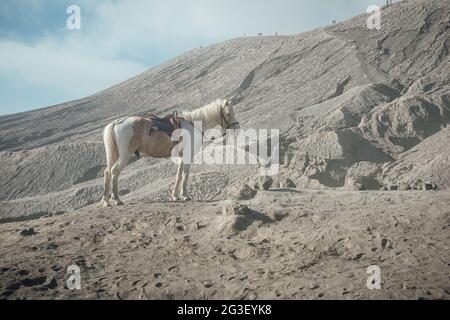 The scenery of the horse at Bromo volcano in soft focus look in Java island, Indonesia. Stock Photo