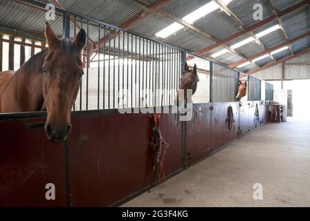 Horses in livery stables Stock Photo