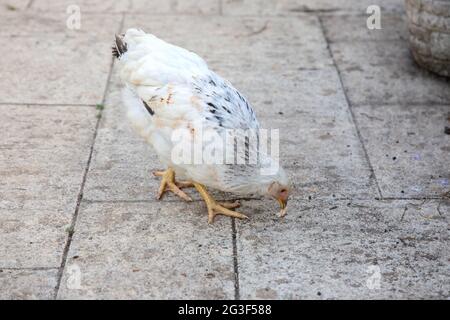 Young Light Sussex Chicken, Hampshire, England, United Kingdom. Stock Photo