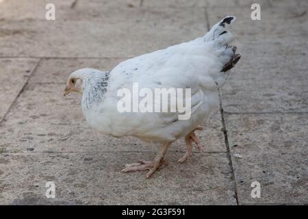 Young Light Sussex Chicken, Hampshire, England, United Kingdom. Stock Photo