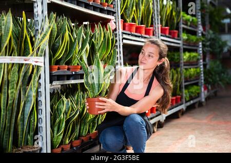 Florist demonstrating sansevieria laurenti plants Stock Photo