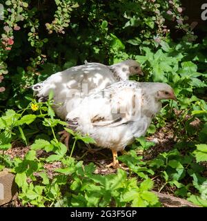 Backyard chickens, Hampshire, England, United Kingdom. Stock Photo