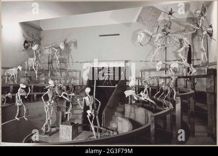 Reconstruction of the theatrum anatomicum with instrument cupboard and skeletons of people and animals; Leiden University exhibition 400.. Stock Photo