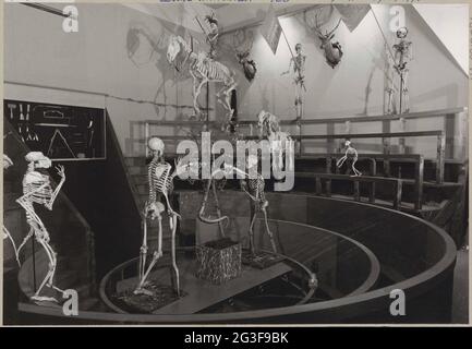 Reconstruction of the theatrum anatomicum with instrument cupboard and skeletons of people and animals; Leiden University exhibition 400.. Stock Photo