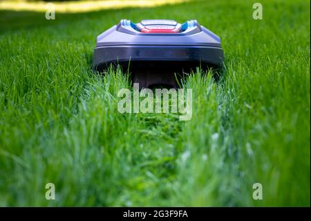 Robot mower cutting high grass. Stock Photo
