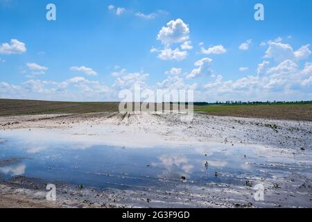 Rain-soaked sunflower fields with puddles after heavy rains. Stock Photo