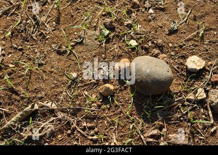 Nature cobblestones on the brown ground surface Stock Photo