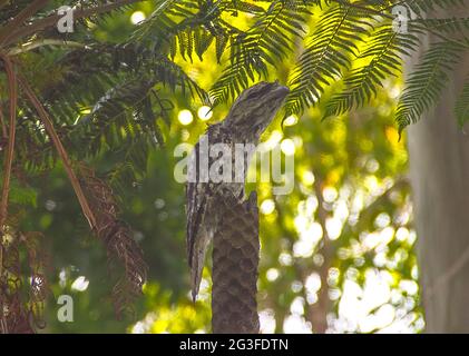 Marbled frogmouth (Podargus ocellatus) in subtropical rainforest on Tamborine Mountain, Australia. Rare and endangered species in forest canopy. Stock Photo