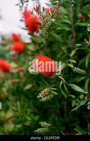 Red callistemon flowers on a green bush. Close-up Stock Photo