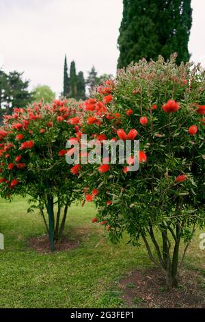Callistemon bushes blooming with red flowers in a green park Stock Photo