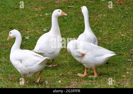 White goose, geese Stock Photo