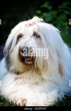 Old english sheepdog standing hi-res stock photography and images - Alamy