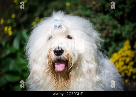 Bobtail (Old English Sheepdog) Stock Photo