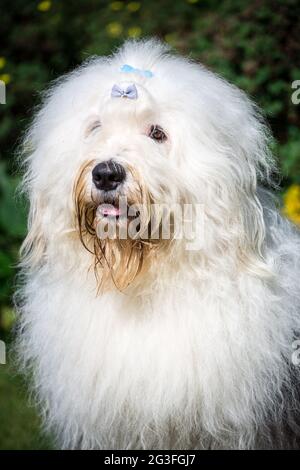 Bobtail (Old English Sheepdog) Stock Photo