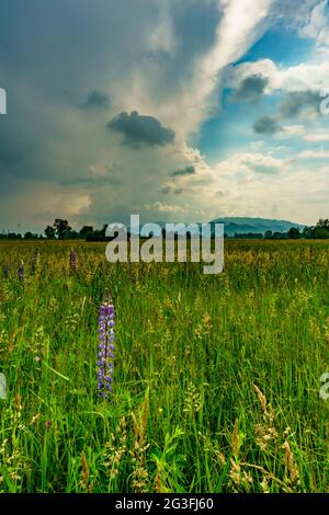 blaue violette Lupinen im Naturschutzgebiet Schweizer Ried, Lustenau in Rheintal bei aufziehendem Gewitter. dramatische Szene im Frühling Stock Photo