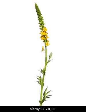 Yellow flower of agrimony isolated on white, Agrimonia eupatoria Stock Photo