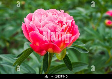 Pink Peony, Paeonia Officinalis 'Coral Sunset' in the Garden Stock Photo