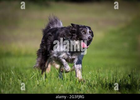 Border Collie running Stock Photo