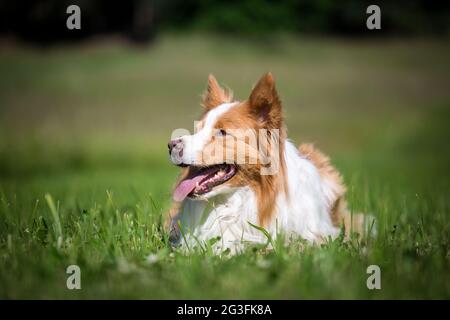 Border Collie - lying Stock Photo - Alamy