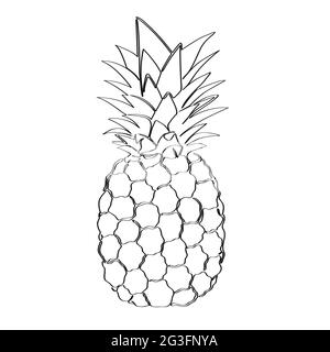 Pineapple drawn with one continuous line. Isolated stock vector illustration. Stock Vector