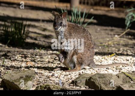 Origin of marsupials hi-res stock photography and images - Alamy