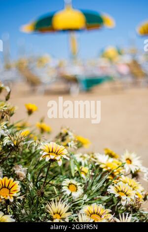 Daisy flowers (Chamomile) on a background of the beach, sea and blue sky. Holiday theme. Stock Photo