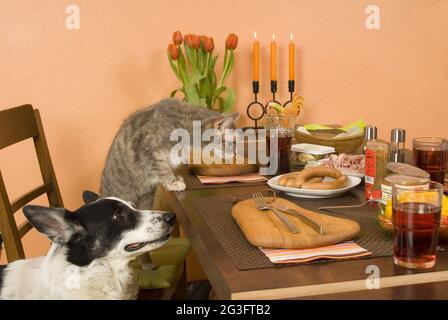 Dog and cat steal from the table Stock Photo