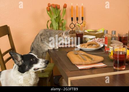 Dog and cat steal from the table Stock Photo